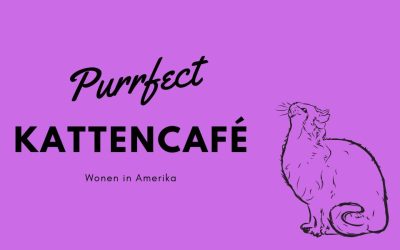 Blog 17: Purrfect kattencafé